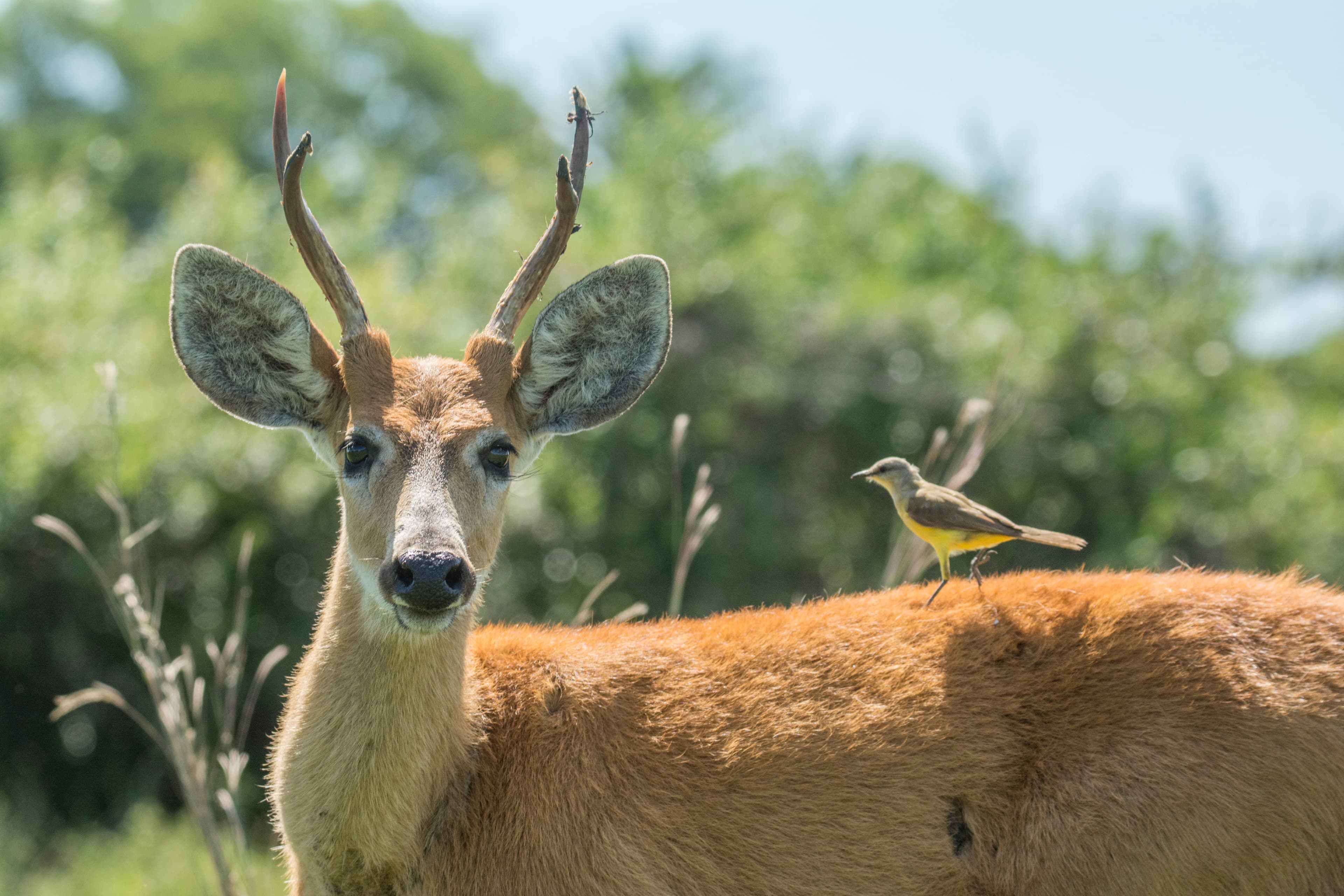 Marsh deer in the Iberá wetlands