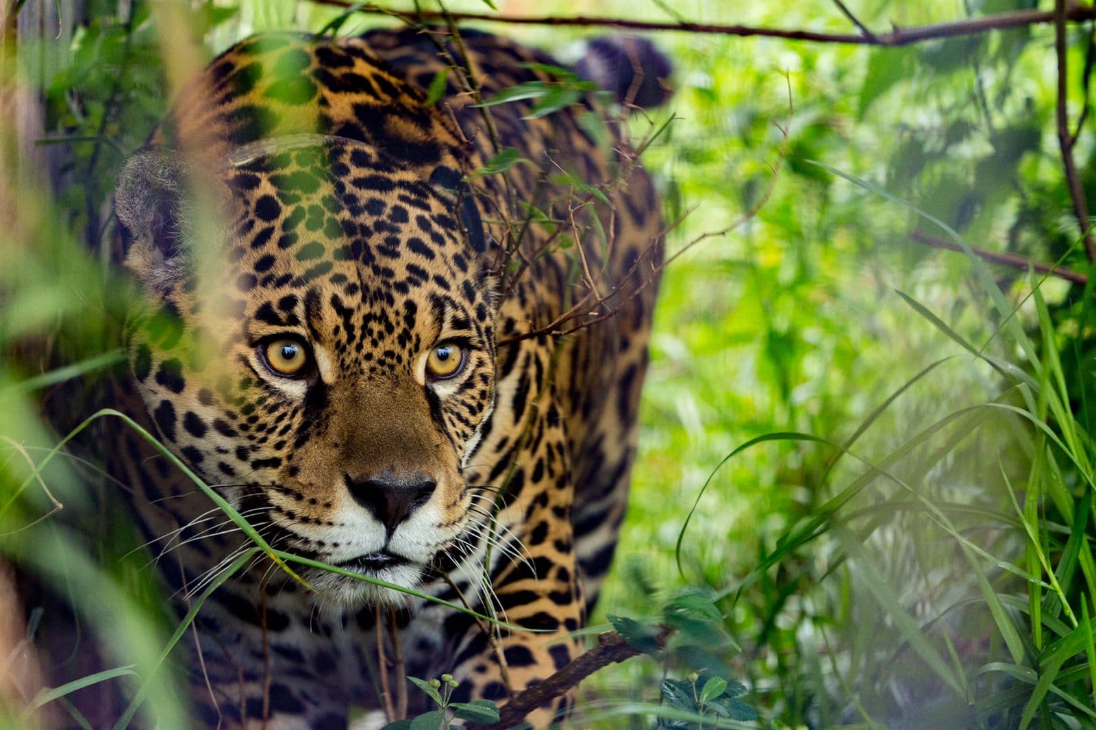Jaguar in the Iberá wetlands