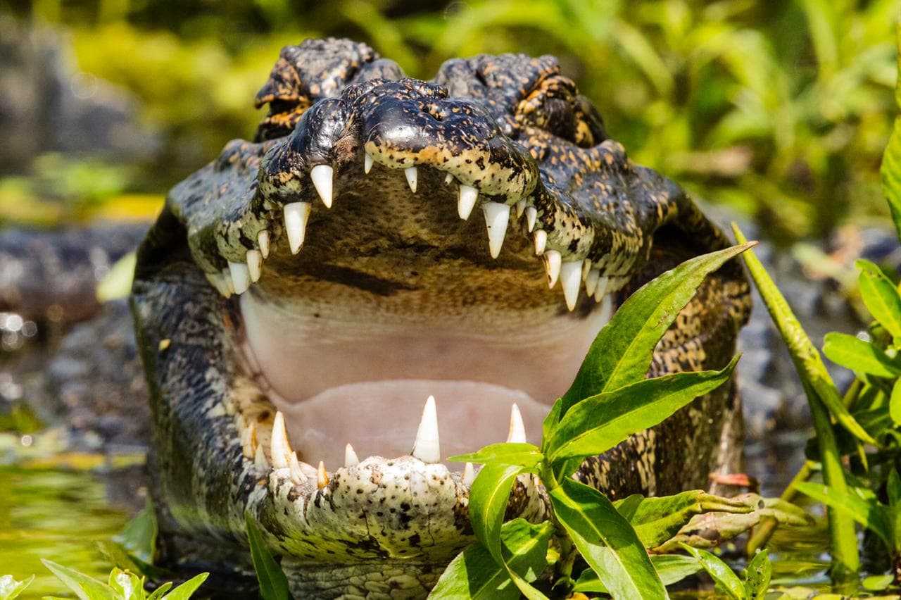 Caiman resting on the bank