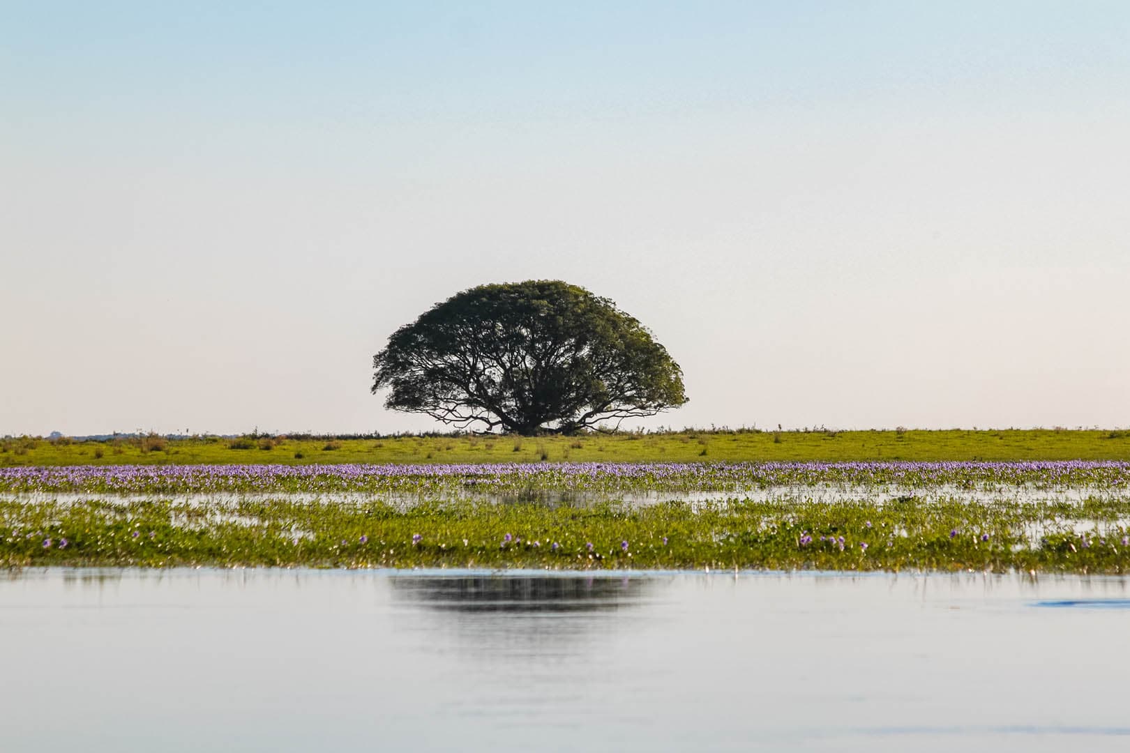 Esteros del Iberá — Still & Trail