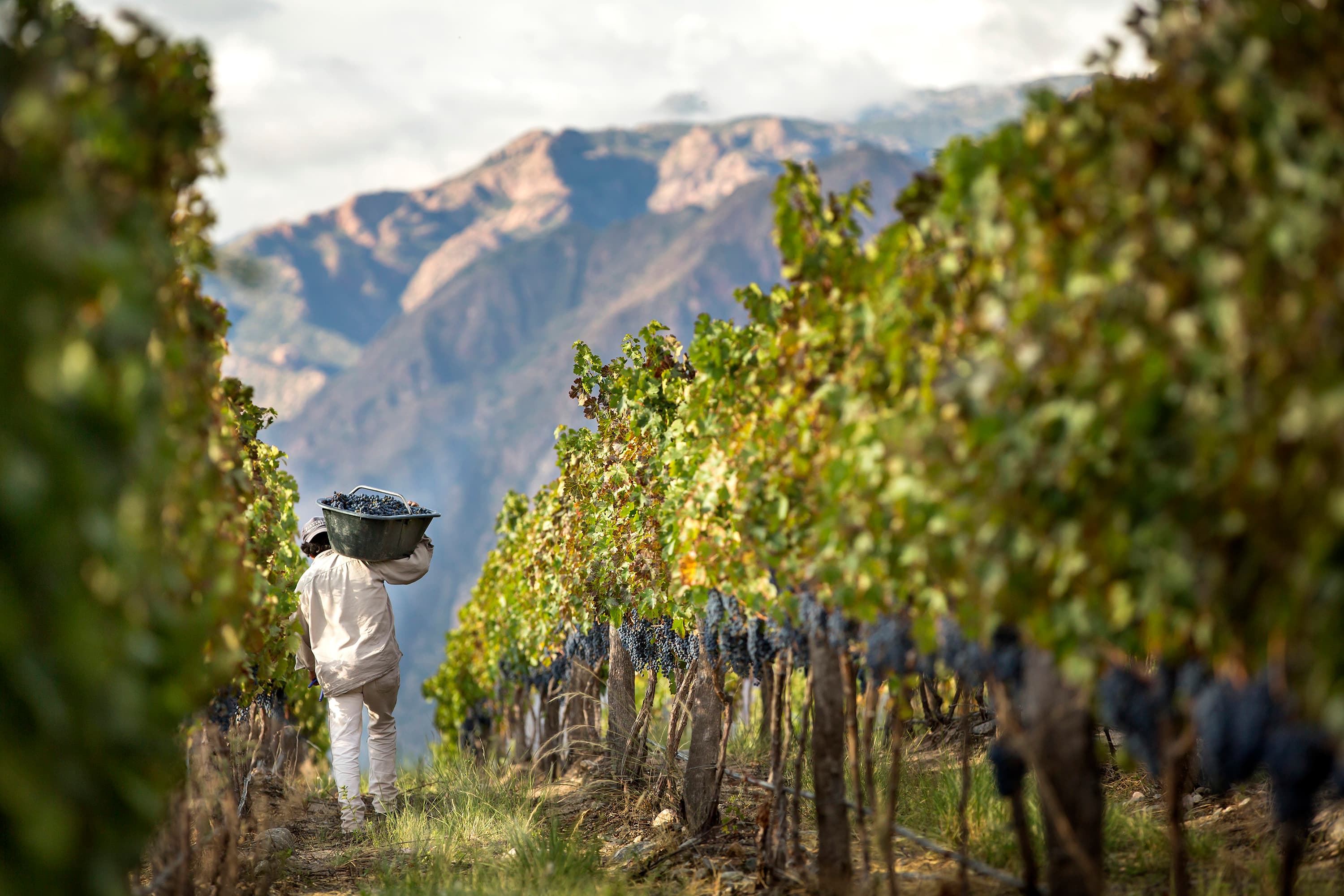 Mendoza — Still & Trail