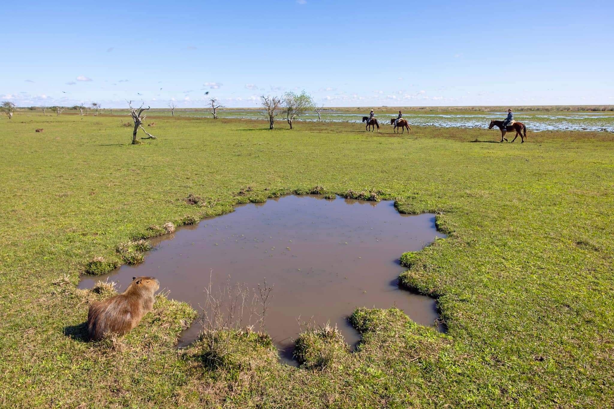 Esteros del Iberá — Still & Trail