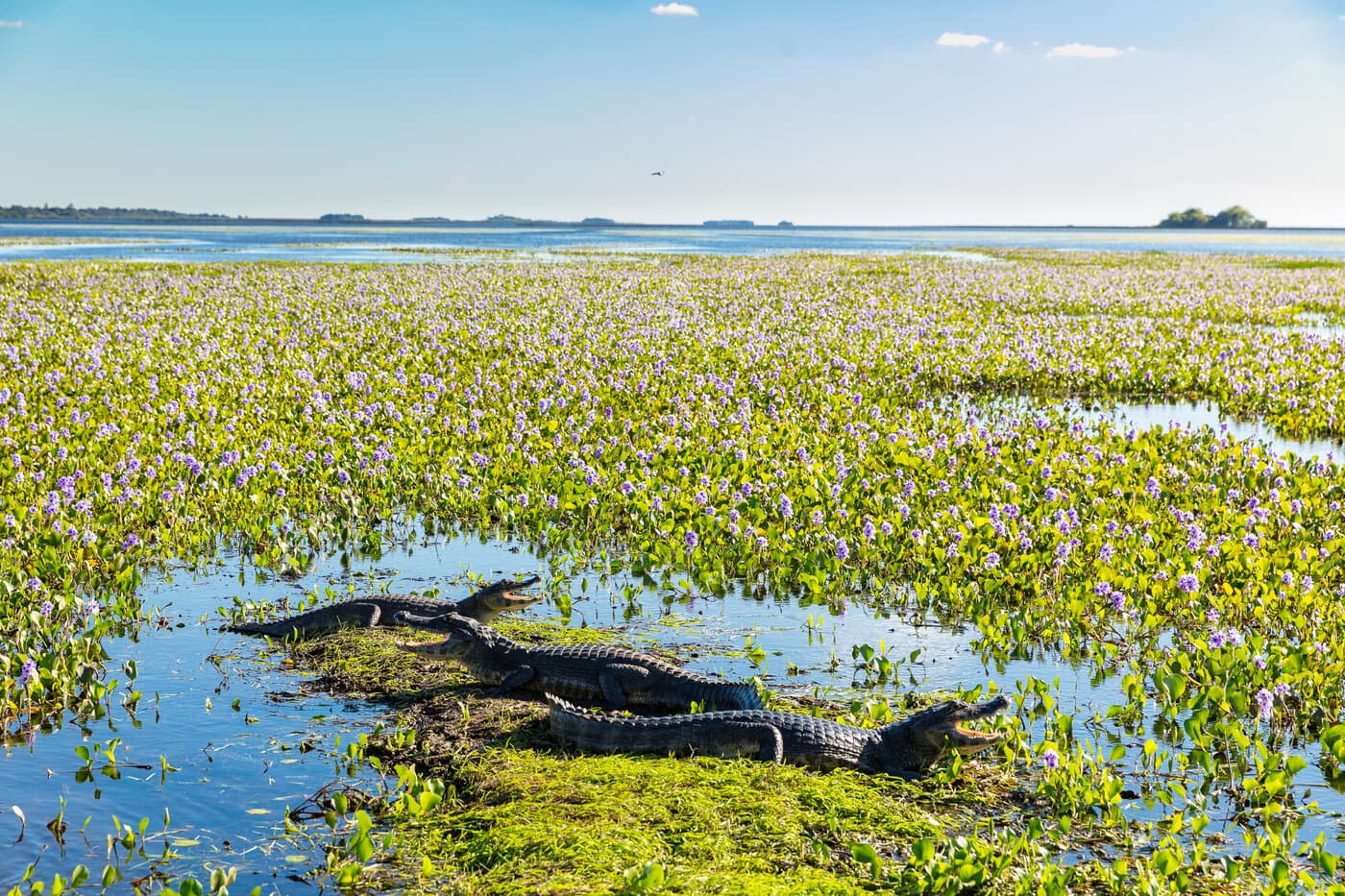 Esteros del Iberá — Still & Trail
