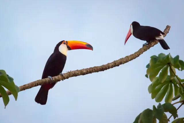 Iguazú — Still & Trail