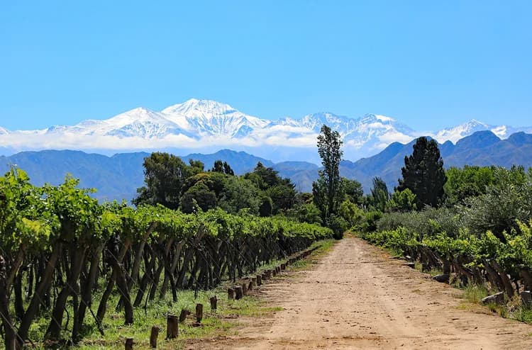 Mendoza — Still & Trail